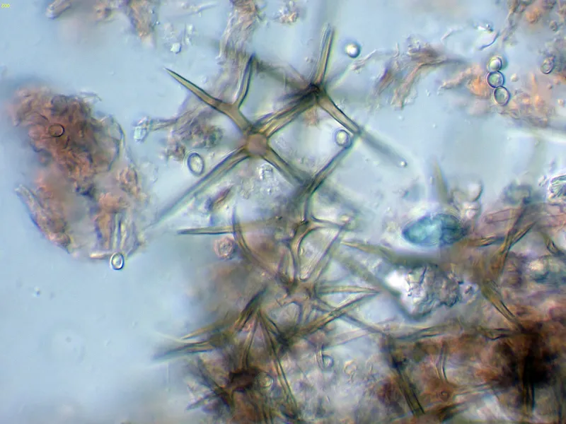 Asterostroma cervicolor 10 - Asterosetas-002